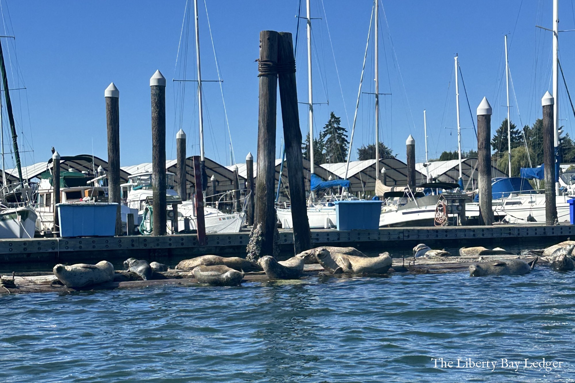 Harbor seals on the log boom at the Port of Poulsbo, photographed the week before the orcas came through.